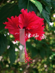 律师函 合同纠纷 律师函 合同纠纷